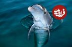 ما انسانها همهچیزخوار هستیم؛ اما به یک دلیل هرگز نباید سراغ گوشت دلفین برویم