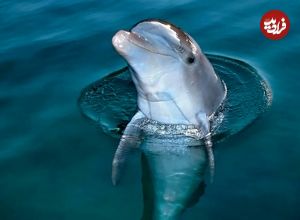 ما انسانها همهچیزخوار هستیم؛ اما به یک دلیل هرگز نباید سراغ گوشت دلفین برویم