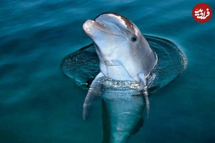 ما انسانها همهچیزخوار هستیم؛ اما به یک دلیل هرگز نباید سراغ گوشت دلفین برویم