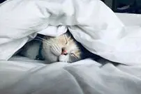 ( ویدیو) علاقه این گربه به پتو سوژه شبکه های اجتماعی شد