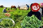 ببینید؛ غذای روستایی در ایران؛ برداشت خرفه و تهیه بورانی با آن