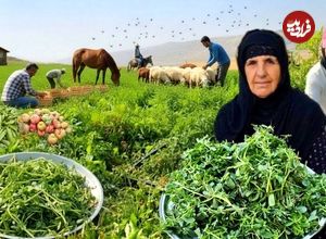 ببینید؛ غذای روستایی در ایران؛ برداشت خرفه و تهیه بورانی با آن