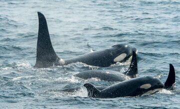 (عکس) کشف شگفت انگیز درباره نهنگ های قاتل !