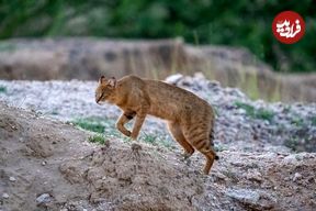 تصاویر؛ گربه جنگلی؛ گربه‌ای شکارچی و خطرناک که ساکن جنگل‌های شمال ایران است و صدای سگ می‌دهد!