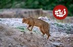 تصاویر؛ گربه جنگلی؛ گربه‌ای شکارچی و خطرناک که ساکن جنگل‌های شمال ایران است و صدای سگ می‌دهد!