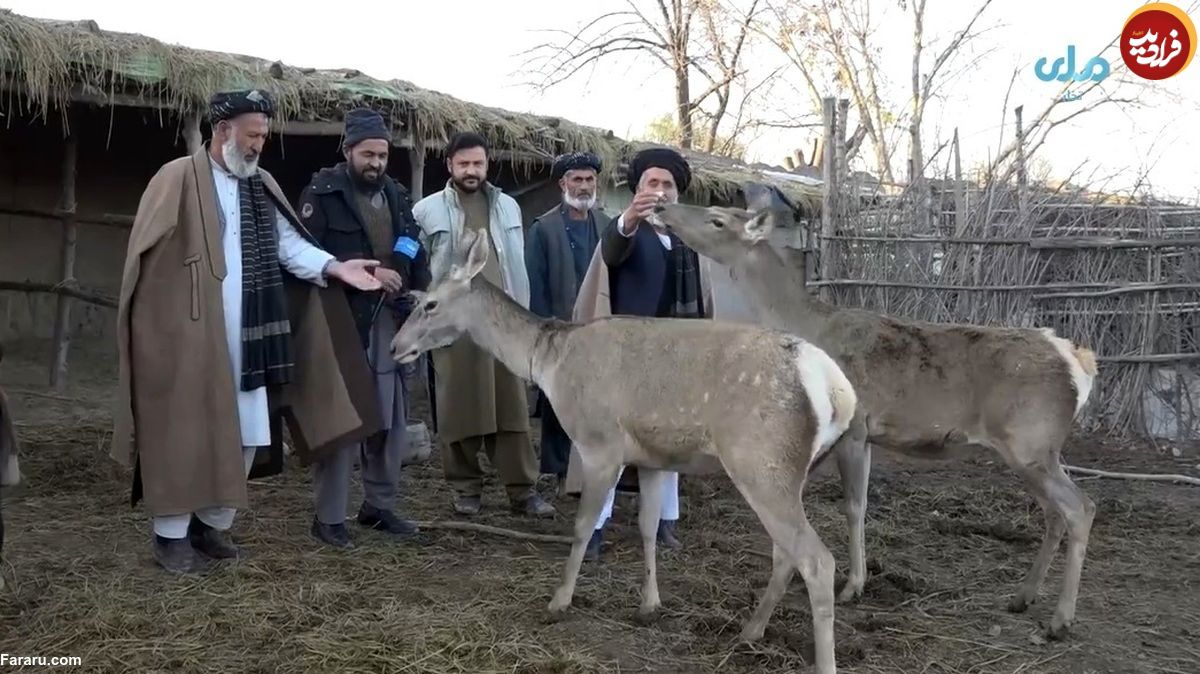 (ویدئو) مزرعه پرورش گوزن در افغانستان