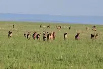 ببینید؛ لحظه نجات شیر ماده از محاصره کفتارها توسط یک شیر شجاع دیگر