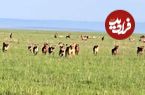 ببینید؛ لحظه نجات شیر ماده از محاصره کفتارها توسط یک شیر شجاع دیگر