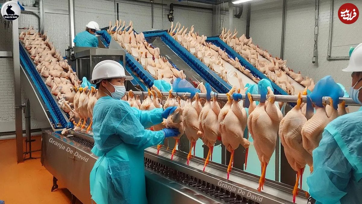 (ویدئو) ببینید چگونه برزیلی ها میلیون ها مرغ را پس از پرورش، بسته بندی می کنند