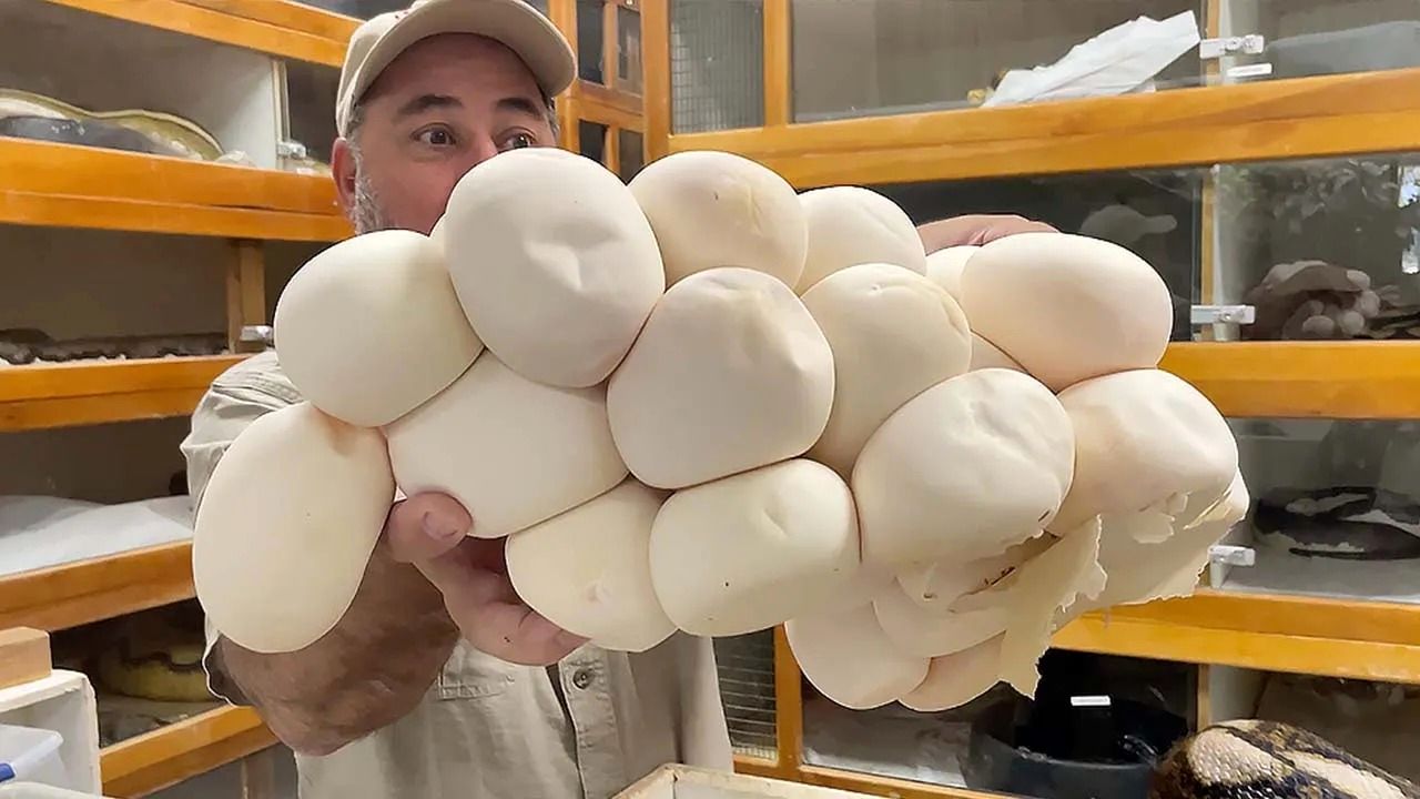 (ویدئو) فرایند پرورش مار پیتون؛ برداشت پرخطر تخم های غول پیکر مار پیتون را ببینید