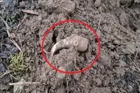 «کلاغ طلایی» بعد از 1400 سال از زیر خاک بیرون آمد