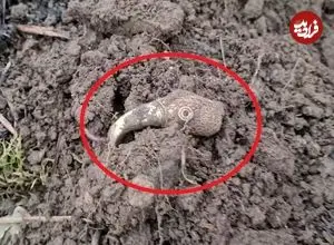 «کلاغ طلایی» بعد از 1400 سال از زیر خاک بیرون آمد