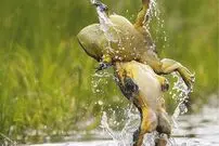 (ویدیو) دعوای عجیب دو قورباغه مشابه دو کشتی‌گیر حرفه‌ای!
