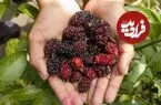 اثر شگفت‌انگیز توت‌سیاه بر باکتری‌های روده