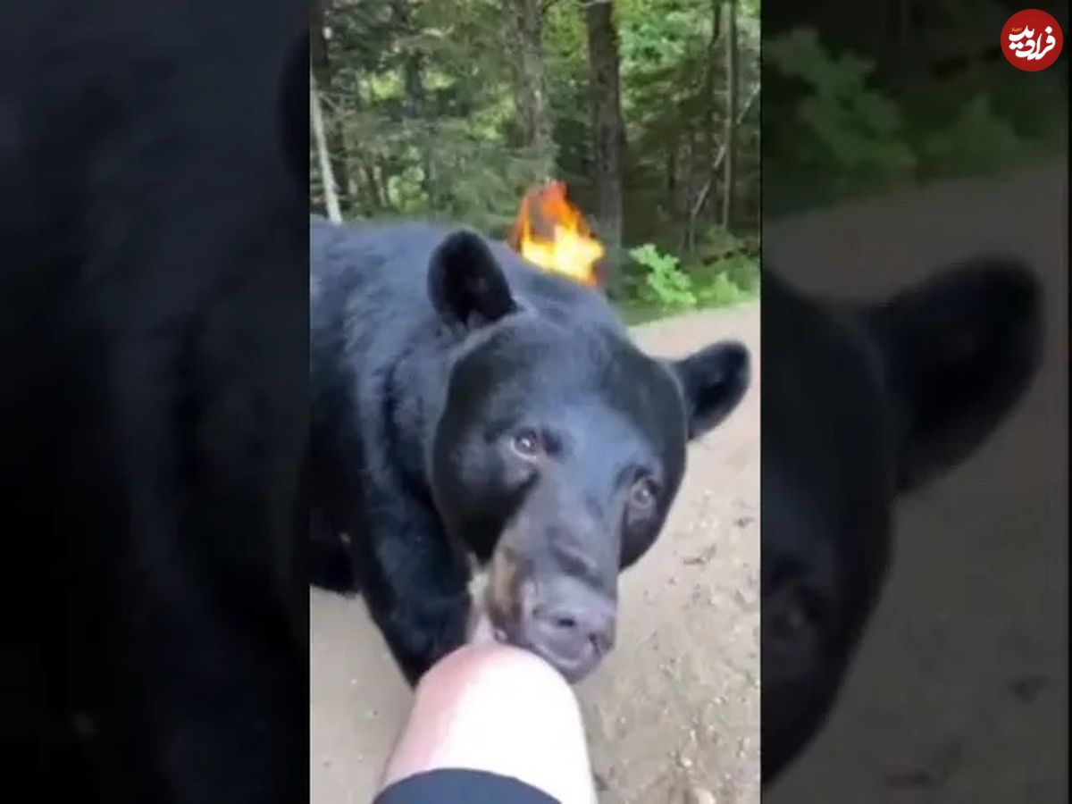 (ویدئو) تلاش هولناک خرس سیاه غول پیکر برای گاز گرفتن زانوی گردشگر