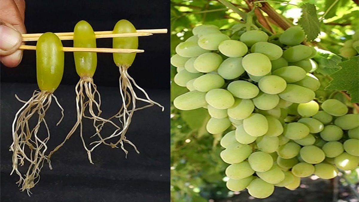 (ویدئو) ساده‌ترین روش کاشت انگور در خانه بدون نیاز به بذر