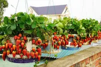 (ویدئو) پرورش توت فرنگی در بطری؛ روشی نوین برای برداشت در خانه