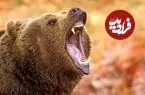 عکس| کشف یک خرس ۳۵۰۰ ساله سالم در دل یخ‌های سیبری