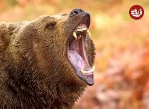 عکس| کشف یک خرس ۳۵۰۰ ساله سالم در دل یخ‌های سیبری