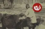 عکس| سفر زمان؛ تصویری از سفر با «گاو» در بیش از یک قرن قبل