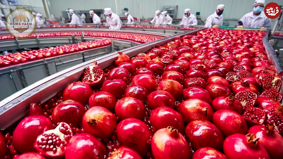 ببینید؛ مراحل کاشت، برداشت و فرآوری صدها تن انار در پاکستان