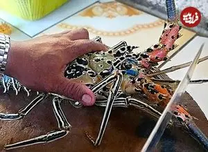 ببینید| غذای خیابانی در مالزی؛ تهیه خوراک با لابستر و ماهی در کوالالامپور