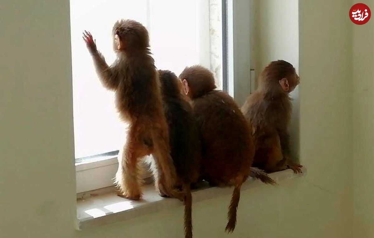 رغبت برخی ایرانی‌ها برای خرید بچه میمون!