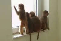 رغبت برخی ایرانی‌ها برای خرید بچه میمون!
