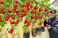 (ویدئو) گوجه نخرید، خودتان در خانه پرورش دهید و برداشت کنید