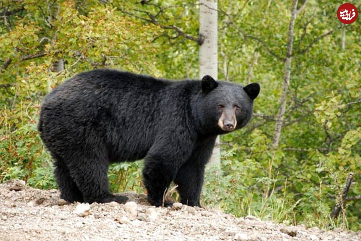 (ویدیو) لحظه سرقت یک خرس سیاه از خودرو در جاده جنگلی