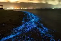 فیتوپلانکتون های ۲ میلیارد ساله در انتظار گردشگران؛ چرا پلانکتون‌ ها شناگران را تعقیب می کنند؟