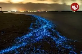 فیتوپلانکتون های ۲ میلیارد ساله در انتظار گردشگران؛ چرا پلانکتون‌ ها شناگران را تعقیب می کنند؟