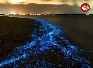 فیتوپلانکتون های ۲ میلیارد ساله در انتظار گردشگران؛ چرا پلانکتون‌ ها شناگران را تعقیب می کنند؟