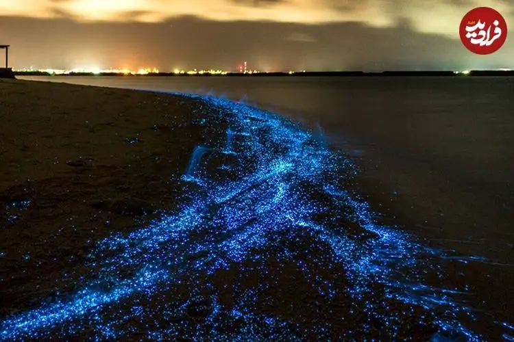 فیتوپلانکتون های ۲ میلیارد ساله در انتظار گردشگران؛ چرا پلانکتون‌ ها شناگران را تعقیب می کنند؟