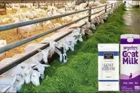 (ویدئو) چگونه هزاران بز برای تولید شیر پرورش می یابند؟