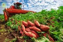 ببینید| مراحل کاشت، برداشت و فرآوری صدها تن سیب زمینی شیرین در آمریکا