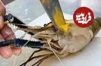 ببینید| غذای خیابانی در تایلند؛ میگوی کبابی با دارابی، میوه ستاره ای و فلفل