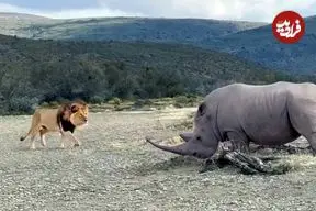 ببینید| حمله هولناک «کرگدن» خشمگین به «شیر نر» مزاحم