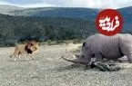 ببینید| حمله هولناک «کرگدن» خشمگین به «شیر نر» مزاحم