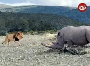 ببینید| حمله هولناک «کرگدن» خشمگین به «شیر نر» مزاحم