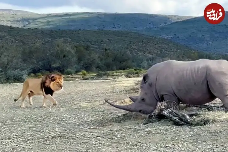 ببینید| حمله هولناک «کرگدن» خشمگین به «شیر نر» مزاحم