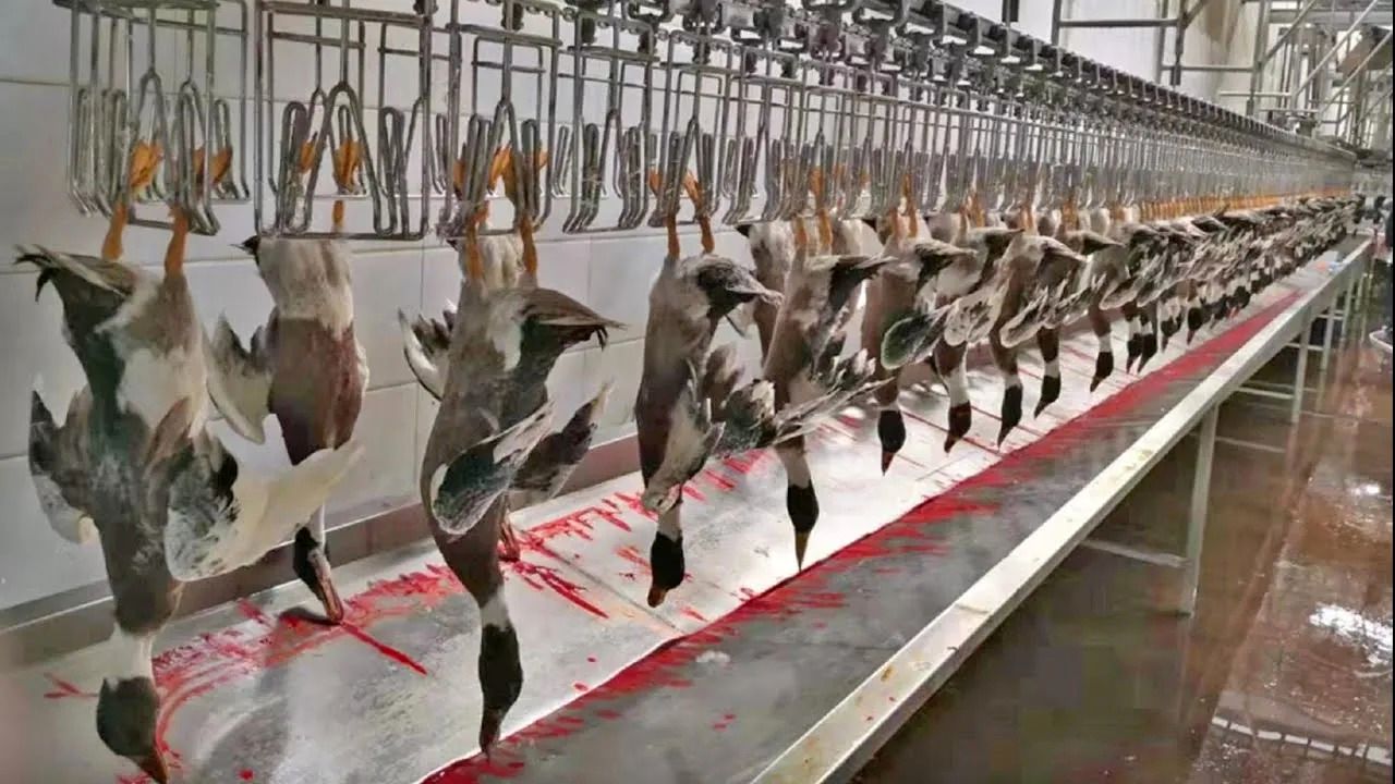 (ویدئو) چگونه میلیون ها اردک پس از پرورش در کارخانه برش و بسته بندی می شوند؟