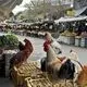 عکس| سفر به ایران قدیم؛ تصویری از «بازار ساحلی انزلی» در دوران قاجار