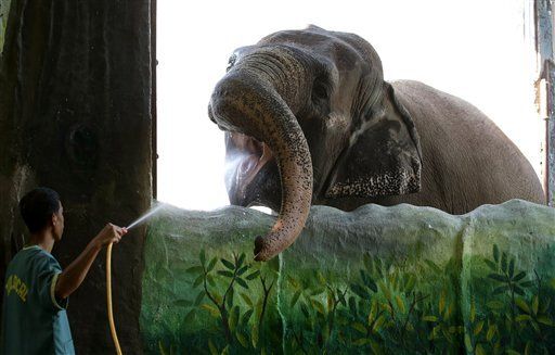 (عکس) مرگ غمگین‌ترین فیل دنیا؛ داستان تلخ زندگی مالی!
