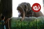 (عکس) مرگ غمگین‌ترین فیل دنیا؛ داستان تلخ زندگی مالی!