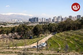 معمای کشف جسدی در پارک چیتگر