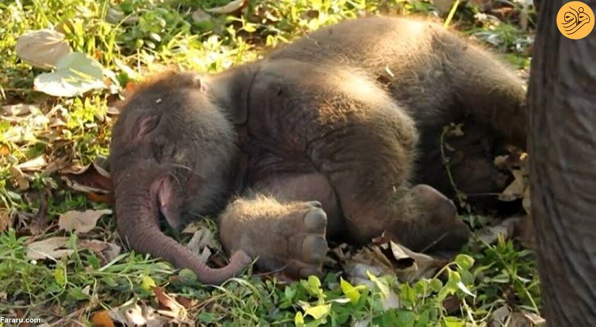 (ویدئو) فیل ۴۱ ساله پنجمین بچه خود را به دنیا آورد