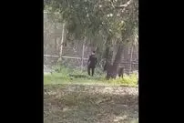 ( ویدیو) وارد شدن مرد جوان در حالت مستی به قفس شیر درنده 