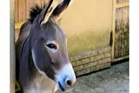 ( ویدیو) ضربه این خر شیر نگون بخت را ناکار کرد!