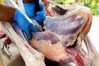 ببینید| غذای خیابانی در تایلند؛ پخت سوپ نودل با گوشت شتر مرغ در بانکوک